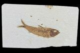 Knightia Fossil Fish - Wyoming #75906-1